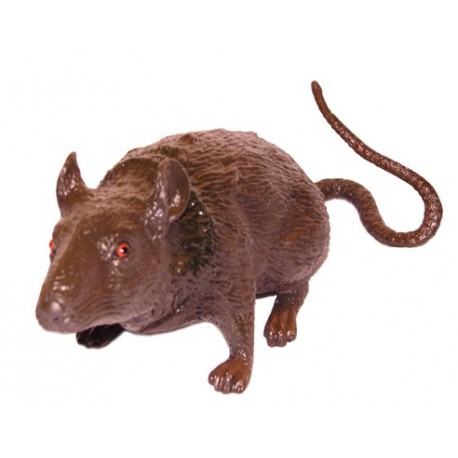 rat